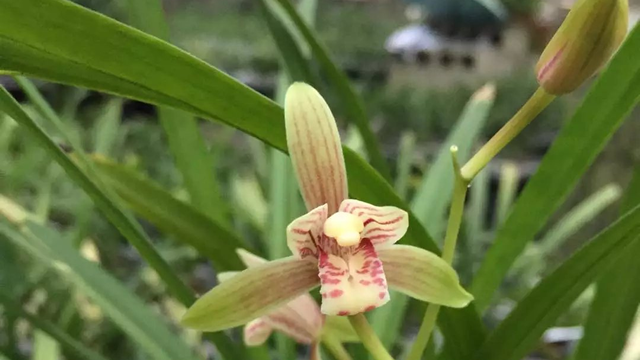 兰花开花时要注意什么 兰花开花时要注意什么问题