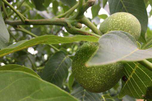 新鲜核桃怎么去皮（新鲜核桃怎么去皮去核）