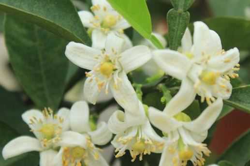 代代花别名叫什么（中药代代花别名叫什么）