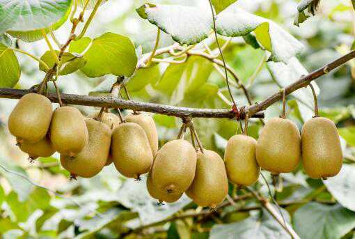 猕猴桃可以和什么树嫁接（猕猴桃可以和什么树嫁接在一起）