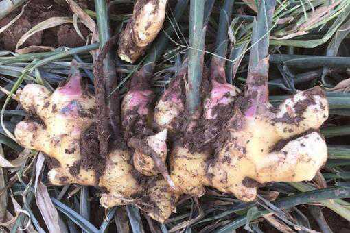 各地生姜最新价格多少钱一斤 最近生姜的最新价格多少一斤