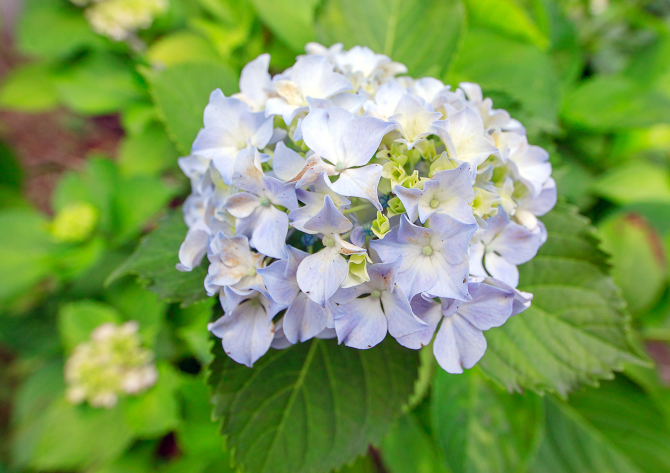 绣球花价格多少钱一盆（绣球花什么价格）