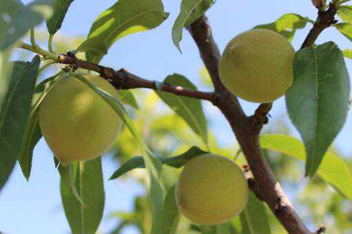 杏树可以和什么树嫁接 杏树都可以嫁接什么果树