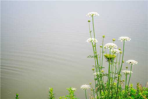 2019年11月白芷价格多少钱一斤 白芷市场价格多少钱一斤