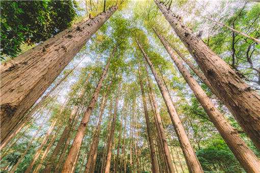 2020年大面积种植什么树效益高（2020年种什么树值钱）