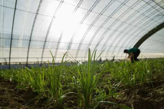 现在韭菜价格大概多少钱一斤 现在韭菜价格大概多少钱一斤呢