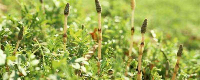 草芽是什么季节（谷穗是什么季节）