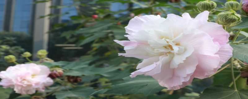 芙蓉花和木槿花的区别 芙蓉花和木槿花的区别在哪里