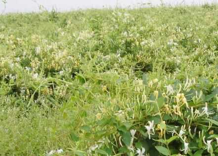 湘蕾树型金银花苗价格是多少钱一棵 湘蕾金银花苗多钱一株