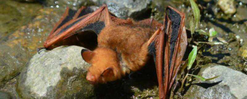 蝙蝠怎么过冬天（蝙蝠在冬天怎么过冬）