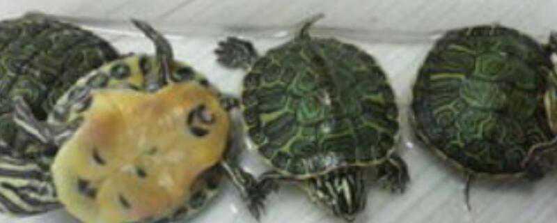 乌龟怎么过冬的（乌龟怎么过冬的图片）