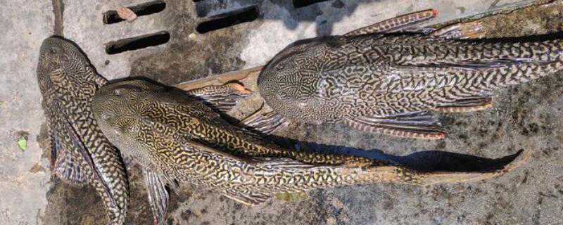 清道夫怎么繁殖(清道夫怎么繁殖需要公吗)