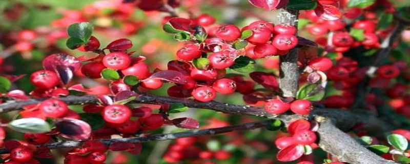 栒子盆景的修剪方法 栒子盆景的修剪方法