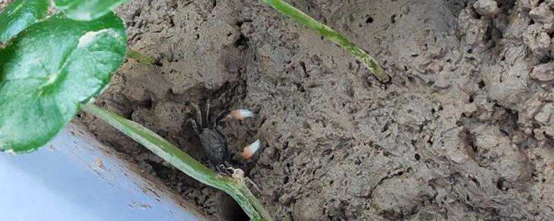 辣椒蟹怎么繁殖 迷你辣椒蟹怎么繁殖