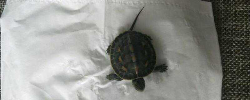 花龟怎么过冬（花龟如何冬眠?）