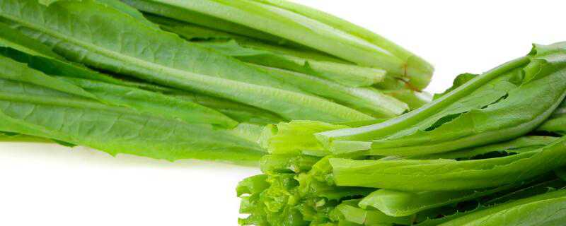油麦菜是寒性的吗 油麦菜是寒性的吗还是热性