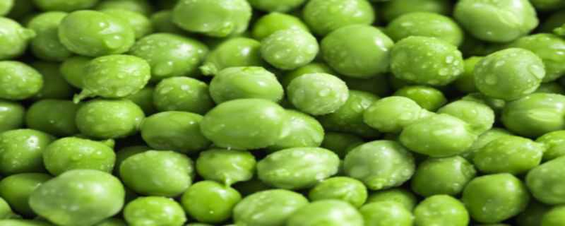 豌豆和黄豆的区别（黄豆和小豌豆的区别）