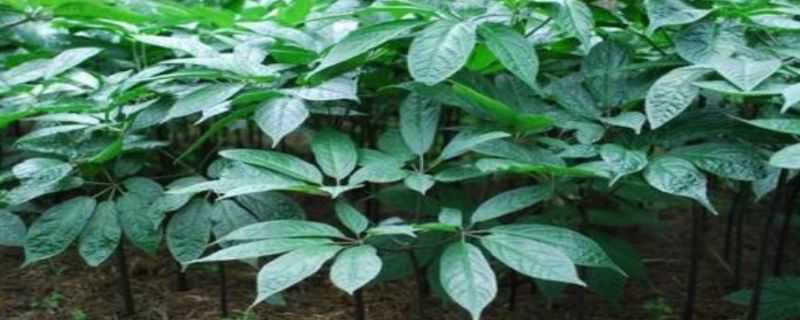 三七苗期用什么农药 三七苗期用什么农药好