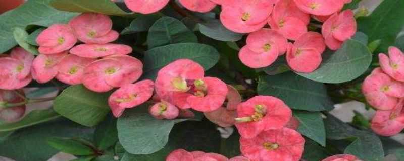 大叶虎刺梅的修剪方法 虎刺梅叶子太多可以修剪吗