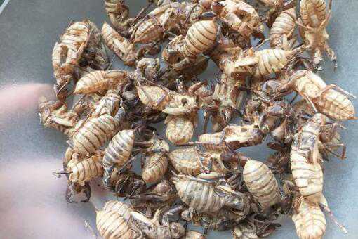 蝉蜕价格多少钱一斤（蝉蜕价格多少钱一斤?后市行情还能持续上涨吗?）