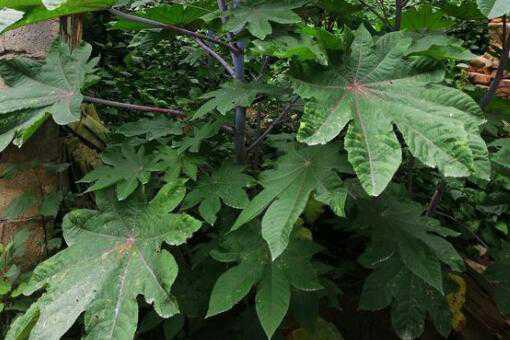 2019年蓖麻价格多少钱一斤 蓖麻市场价格多少钱一斤