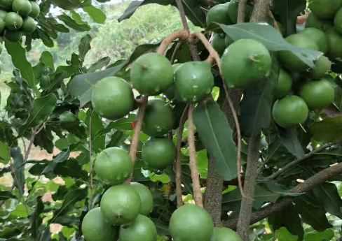 广西坚果树苗价格是多少钱一棵（坚果树苗多少钱一株）