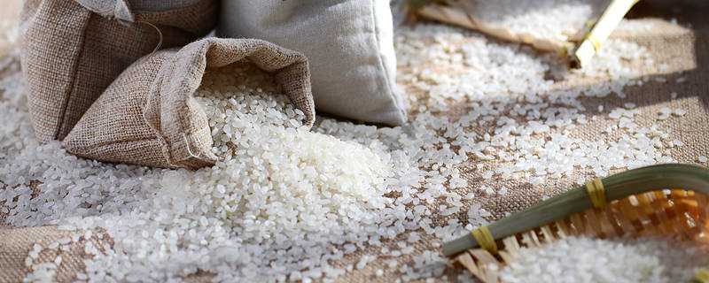 糯米生虫了怎么办 糯米生虫了怎么办呢