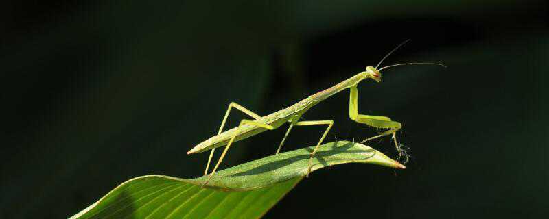 螳螂是怎么繁殖后代的（螳螂是怎么繁殖后代的视频）