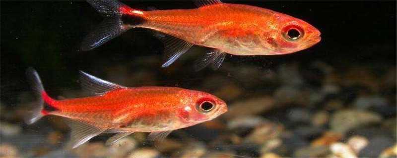 灯鱼怎么繁殖（玻璃灯鱼怎么繁殖）