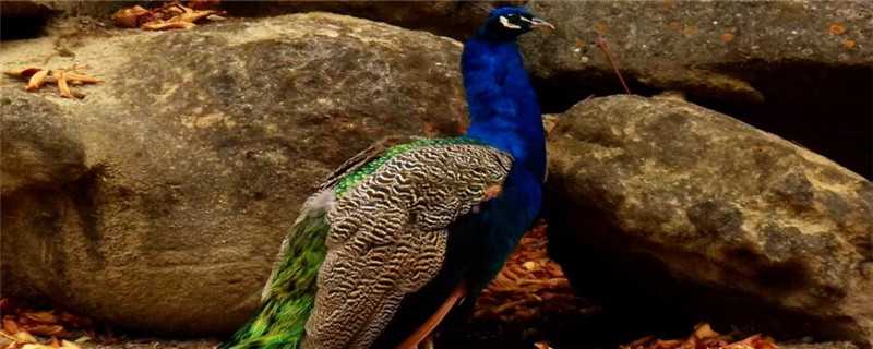 孔雀是怎么繁殖的 孔雀是怎么繁殖的视频