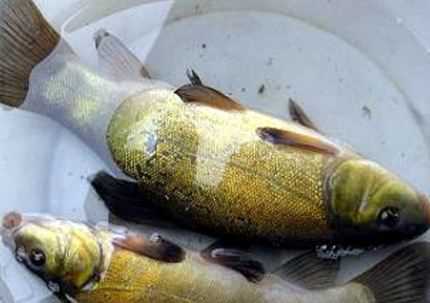 现在丁桂鱼价格多少钱一斤 丁桂鱼价格多少钱一斤成都