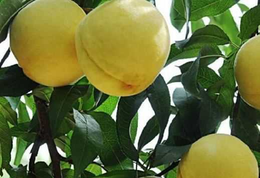 现在黄桃苗价格多少钱一棵 黄桃3年苗多少钱