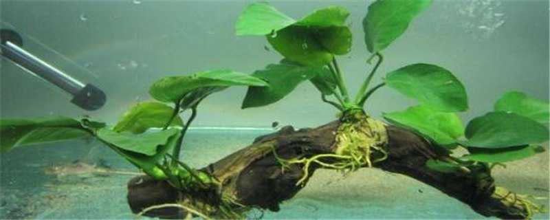 水榕的修剪方法 水榕的修剪方法视频