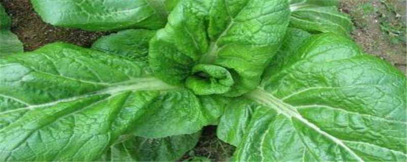 青菜怎么施肥（青菜怎么施肥长得好）