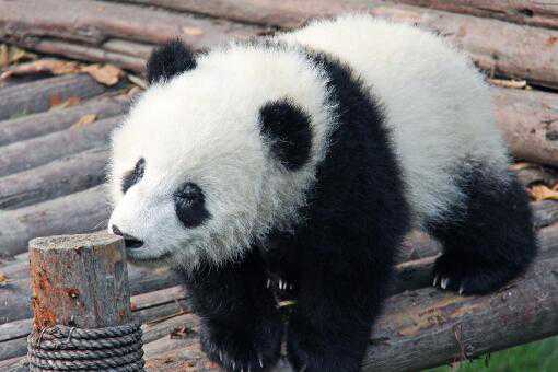 熊猫为什么吃竹子