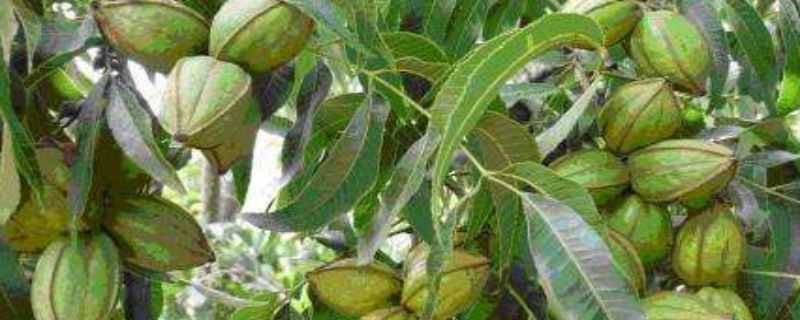 碧根果树苗几年结果