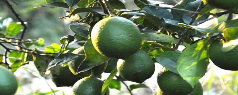 柠檬果树几年结果 柠檬树能结果多少年