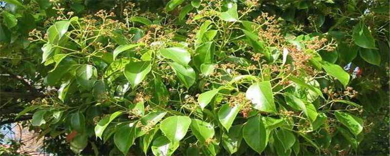 香樟树生虫怎么办（香樟树生虫怎么办视频）