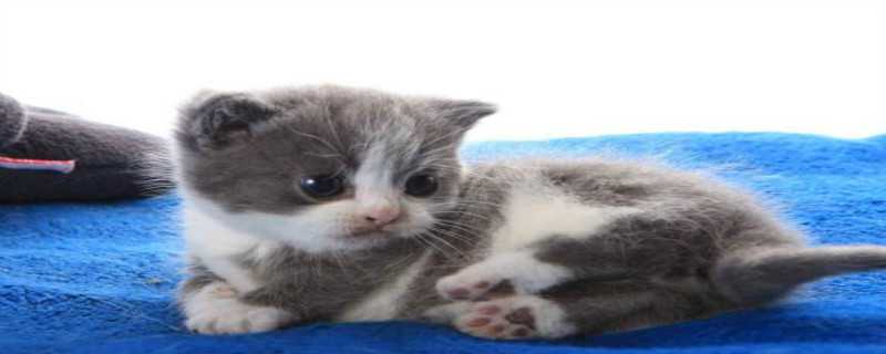 猫咪近亲繁殖会怎么样（猫猫近亲会繁殖吗）