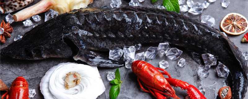 鲟鱼是淡水鱼还是海鱼 鲟鱼是海水还是淡水