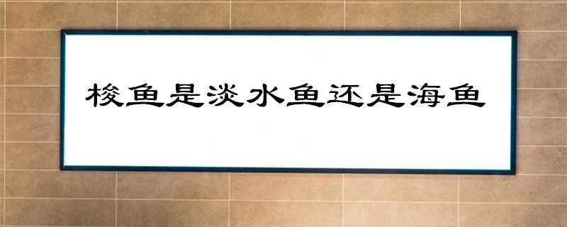 梭鱼是淡水鱼还是海鱼（梭鱼是淡水鱼还是海鱼能清蒸吗）