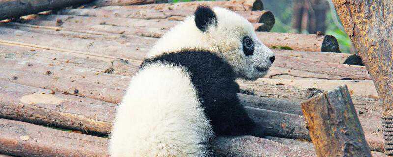 小熊怎么过冬 小熊过冬的方式有哪些