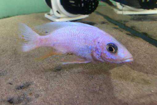 三湖慈鲷怎么养