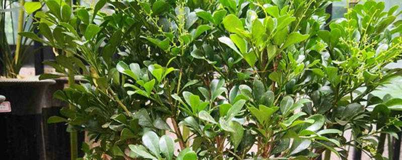 米兰花怎么过冬（米兰花怎么过冬天）