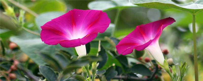 喇叭花和牵牛花的区别在哪（喇叭花和牵牛花有什么区别?）