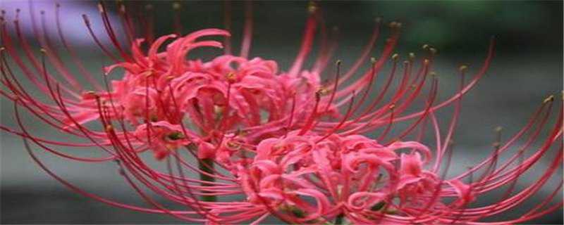 娜丽花和彼岸花的区别（娜丽花和彼岸花的区别是什么）