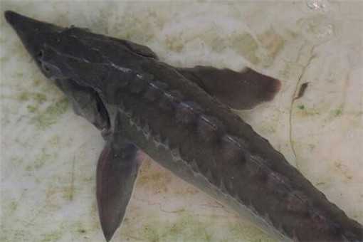 人工鲟鱼多少钱一斤(人工鲟鱼多少钱一斤在天津)