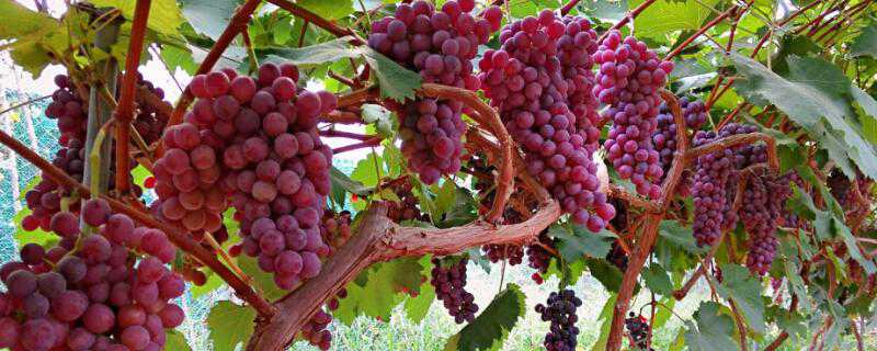 河南可以种什么水果 河南可以种什么水果蔬菜