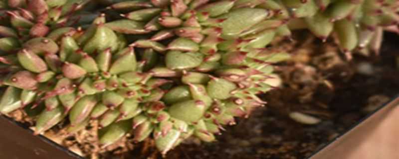 多肉虎鲸怎么繁殖（多肉虎鲸怎么繁殖的）