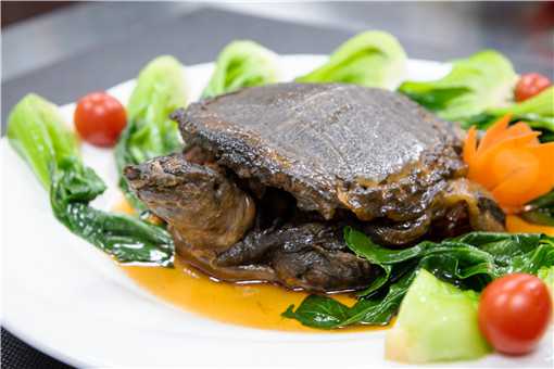 甲鱼人工养殖技术